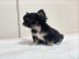 Wundersch�ne Chihuahua-H�ndin
