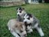 Siberian Husky Welpen