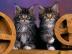 KOSTENLOS Maine Coon Zuhause