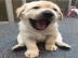 Liebevolle Golden Retriever Welpen f�r R