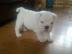 English Bulldog