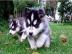 ++Wundersch�ne Siberian Husky Welpen++