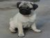 Schwarz und beige Mops Welpen