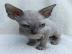 M�nnliche und weibliche Sphynx-K�tzchen