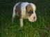 Zu verkaufen American Bulldog Welpen