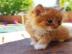 SCH?NE RAGDOLL KITTEN SUCHEN NEUE H?USER