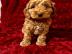 Cavapoo-Welpen WhatsApp