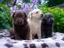 Bildsch�ne Labrador Welpen mit Papieren. 