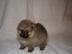 Mini Pomeranian