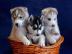 Reinrassige Siberian Husky Welpen abzuge