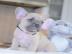 Franz�sische Bulldog Welpen