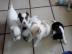 Mini Chihuahua Babys  (Langhaar und.  Kur