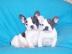 s��e franz�sische Bulldoggen Welpen