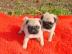 Super s��e Mops Welpen