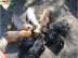 *Franz�sische Bulldoggen Welpen *