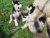 zuckers��e reinrassige siberian Husky