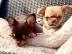 jung chihuahua welpen +32466 492901