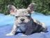 Franz?sische Bulldoggen Welpenwhatsapp:+