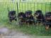 ADRK Rottweilerwelpen abzugeben whatsapp
