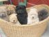 Chow Chow Welpen whatsapp nummer +436504