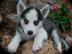 super s��er Siberian Husky Welpen abzuge