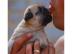 liebenswerte fawnfarbene Mops - Welpen