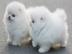 Nette Pomeranian Welpen kostenlos dringe