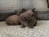 sphynx Kitten mit Stammbaum
