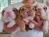 Englische Bulldoggenwelpen zur Adoption. 
