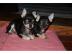 12 Wochen alte Chihuahua Mix Welpen, ver