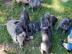 American Pitbull Blueline Welpen