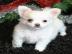 S��er Chihuahua Welpen Wei� H�ndinnen