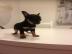 S��e Chihuahua Welpen aus seri�ser Zucht