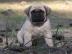 Alte englische Mastiff Welpen 199 eur