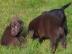 Wundersch�ne Labrador Welpen mit Papie