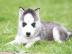 Sibirien Husky Welpen
