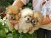 Reinrassige Zwergspitz / Pomeranian welp