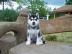 reinrassige Siberian Husky Welpen