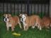 Englisch Bulldogge Welpen zu verkaufen