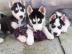Siberian Husky Welpen suchen ihr neues