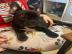 franz?sische Bulldog Welpen