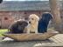 Labrador Welpen reinrassig