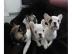 Wundersch�nen Franz�sische Bulldoggen We