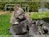 Franz�sische bulldogge Welpen