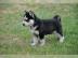 Reinrassige Siberian Husky Welpen