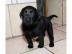 Labrador Welpen Schwarz mit Papieren