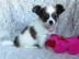 Reinrassig Kurzhaar Mini Chihuahua