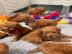 Wir haben wundersch�ne Zwergpudelwelpen. 