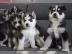 Siberian Husky Welpe zu verkaufen!