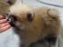 Pomeranian-Zwergspitz Welpen